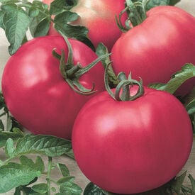 Chef's Choice Pink, (F1) Tomato Seeds